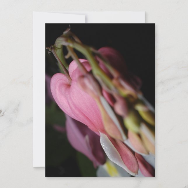Dicentra (Devant)