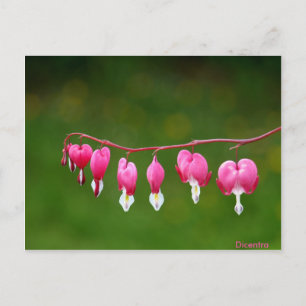 Dicentra - Cartes postales florales en forme de co