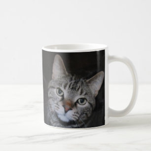 Dillan la tasse de chat