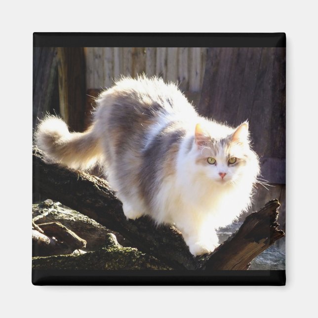 Dilute Calico Maine Aimant Chat (Devant)