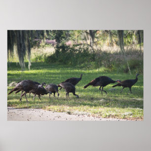 Dindes sauvages dans l'herbe Affiche photographiqu