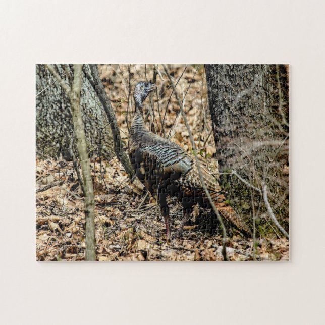 Dindon sauvage dans les bois Photo Puzzle avec cof (Horizontal)