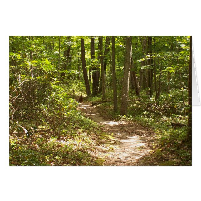 dindons sur le sentier appalachien (Devant Horizontal)