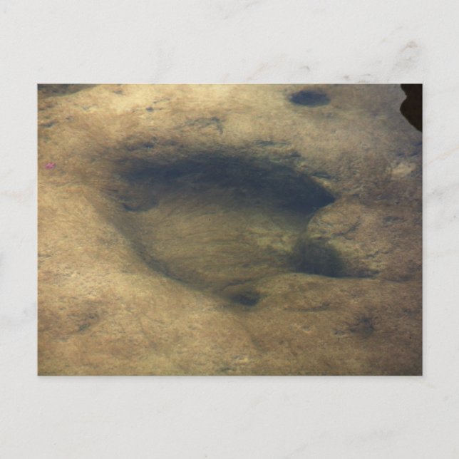 Dinosaur Trails en Texas 2 carte postale (Devant)