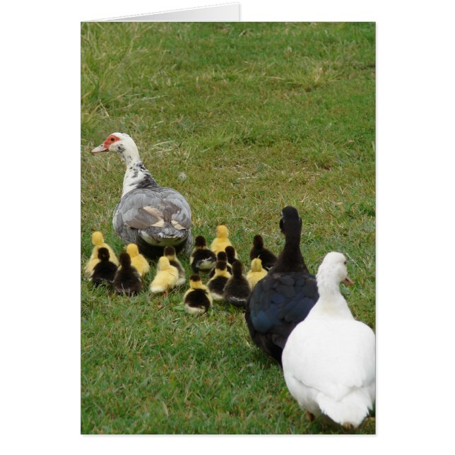 Diriger Les Muscovies Familiaux Dans Une Ligne (Devant)