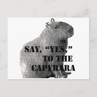 Dis, "Oui," à la carte postale du capybara
