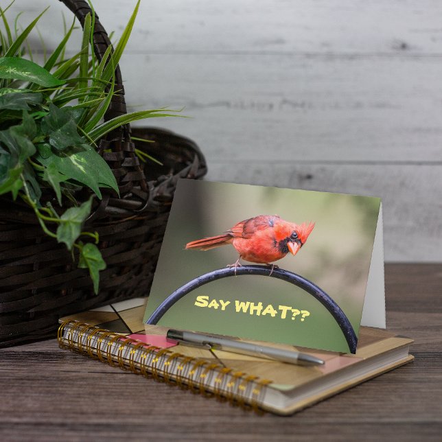 Dis Quoi ? Carte de correspondance (This is a cute photo of a red Cardinal which lends itself well to a cute caption.)