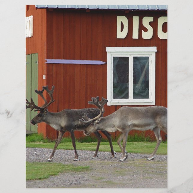 DISCO DEER (Devant)