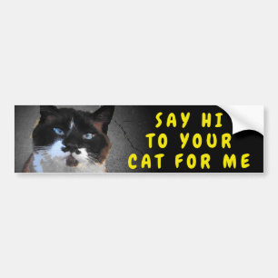 Dites Bonjour À Votre Sticker À Mème De Chat