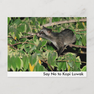 Dites non à la carte postale Kopi Luwak