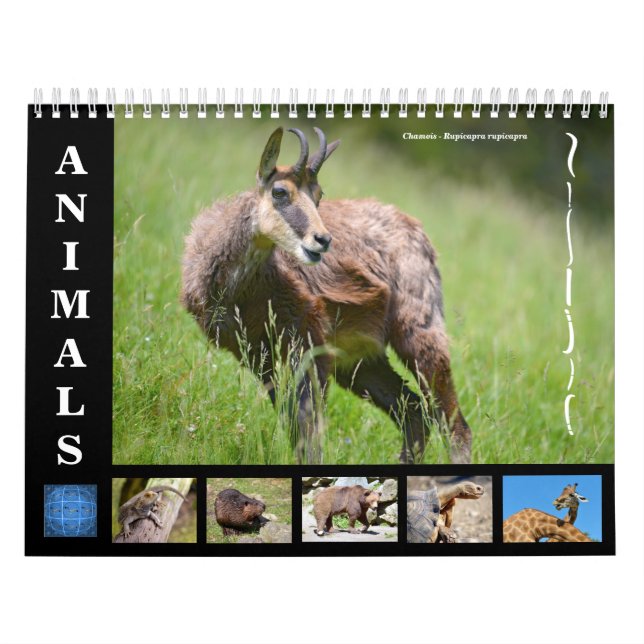 Divers animaux calendrier 12 mois (Protection)