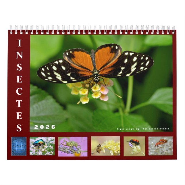 Divers insectes calendrier 12 mois (Protection)