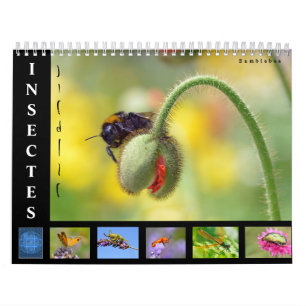 Divers insectes calendrier 12 mois