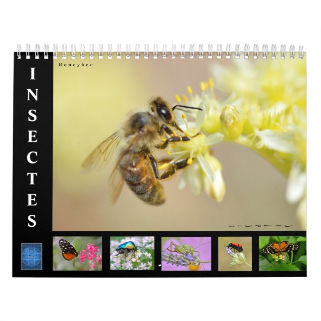 Divers insectes calendrier 12 mois (Protection)