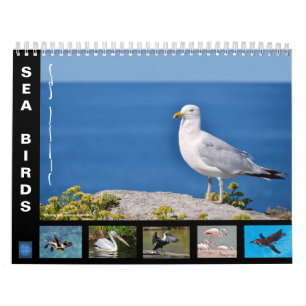 Divers oiseaux de mer calendrier 12 mois