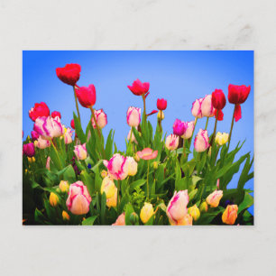 Diverses Tulipes #3 Carte Postale