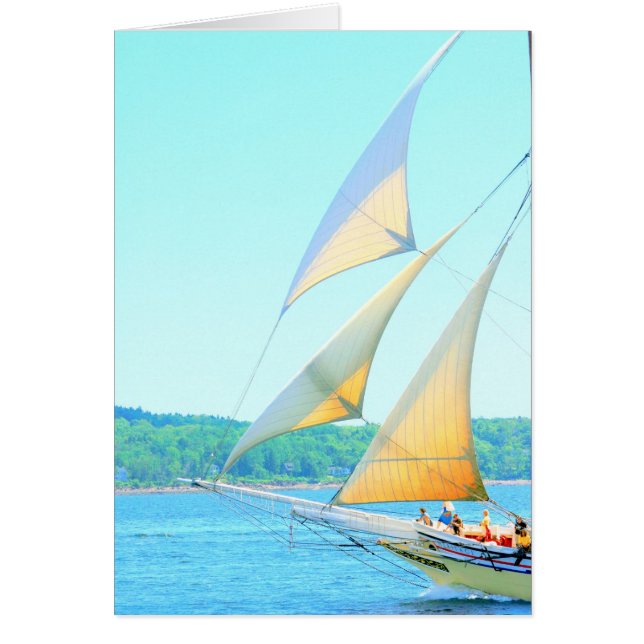 Djibs à la mode (Devant)