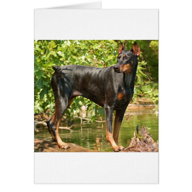 Doberman (Devant)