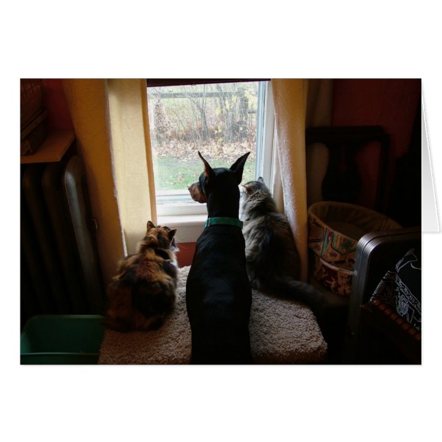 Doberman et Chats (Devant horizontal)