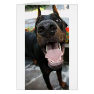 doberman, gros plan