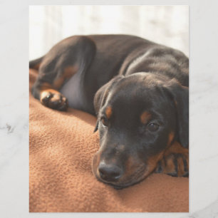 doberman-pinscher-chiot