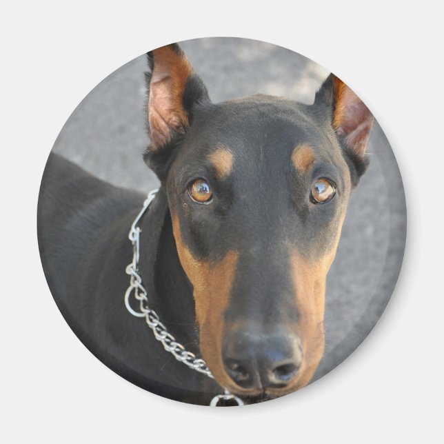 Doberman Pinscher Magnet (Devant)
