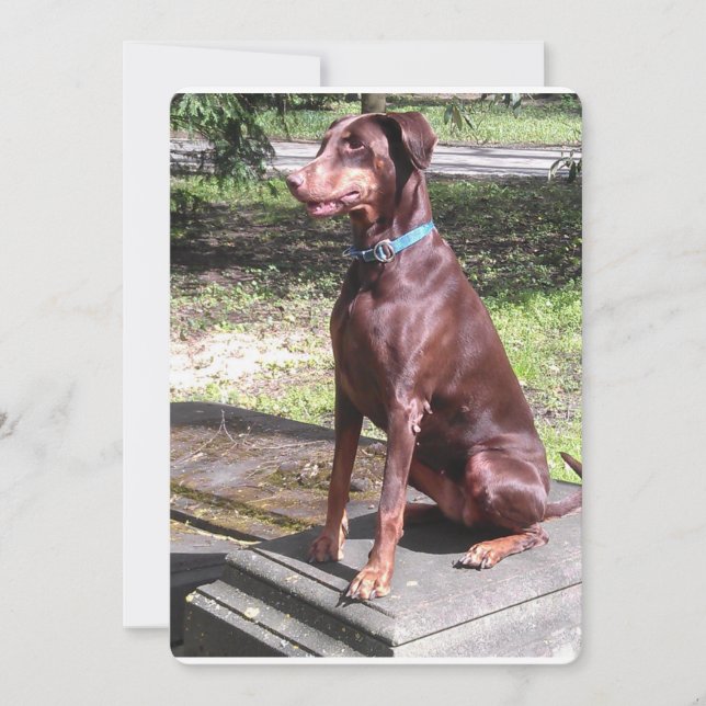 doberman rouge.png (Devant)