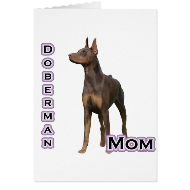 Doberman rouille Maman 4 (Devant)
