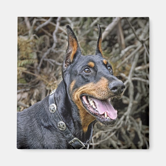 Doberman Smile Magnet (Devant)