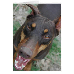 Dobermann heureux
