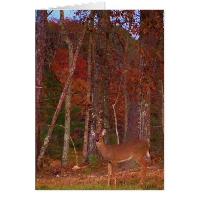 Doe a Deer in Lake Arrowhead (Devant)