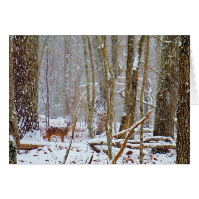 Doe dans la neige, Deer dans le lac Arrowhead (Devant horizontal)