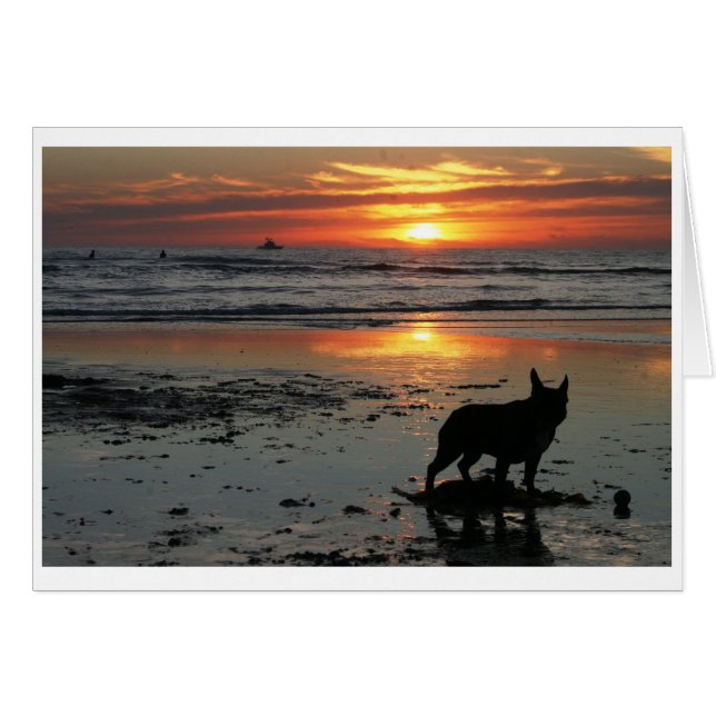 Dog beach (Devant Horizontal)