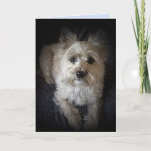Dog Cairn Terrier "Amoureux des chiens" Carte de v