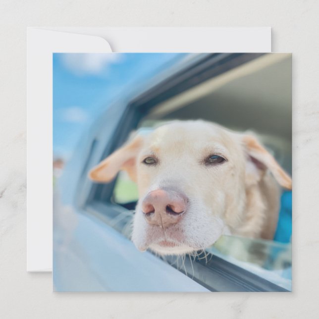 Dog Hanging Out Car Window Sunny Day Flat Card (Devant)
