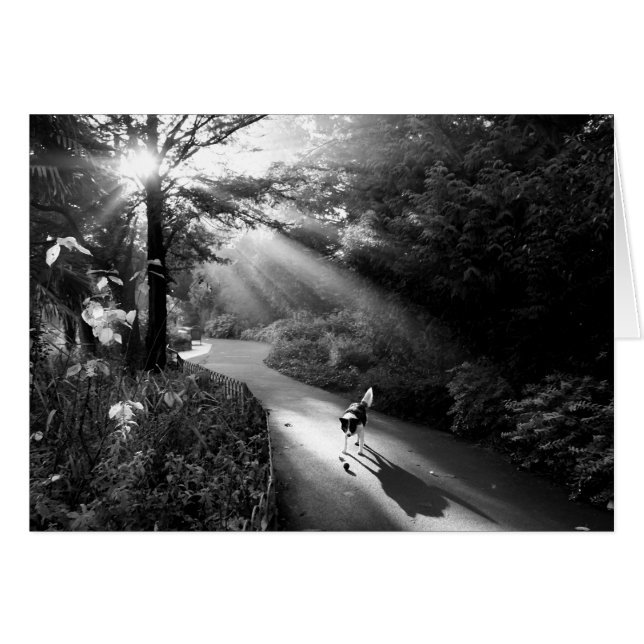 Dog in morning sunlight (Devant horizontal)