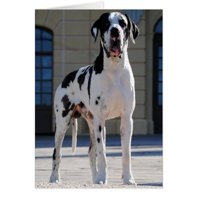 Dogge allemand taché, Harlekin, Great Dane, Dogue (Devant)