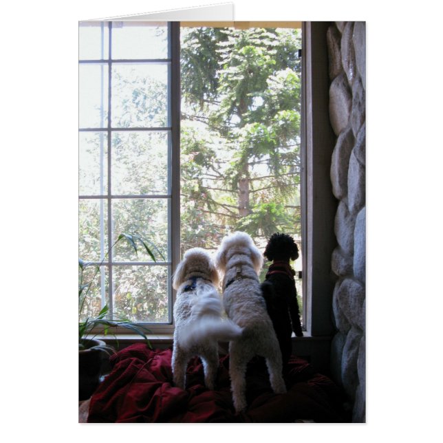 Doggies dans la fenêtre (Devant)