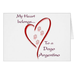 Dogo Argentino Coeur Appartient