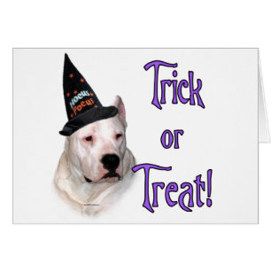 Dogo Argentino Trick