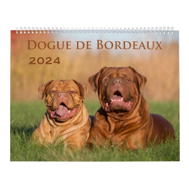 Dogue de Bordeaux Grand Calendrier Mur (Protection)