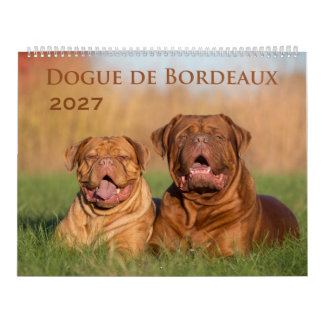 Dogue de Bordeaux Grand Calendrier Mural