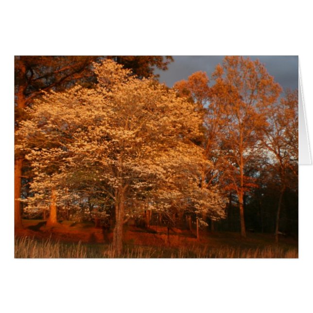 dogwood2 (Devant horizontal)