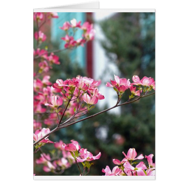 Dogwood rose (Devant)