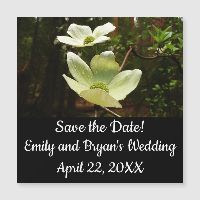 Dogwoods et séquoias dans le parc national Yosemit (Devant)