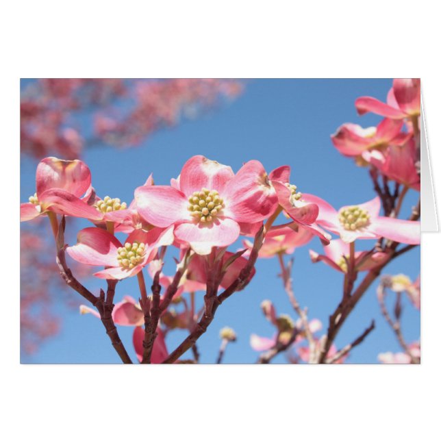 Dogwoods rose (Devant Horizontal)