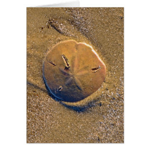 Dollar De Sable Révélé Sur La Plage Hilton Head