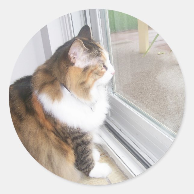 Dolly le chat regarde par les stickers de fenêtre (Devant)