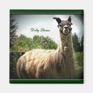 Dolly Llama Magnet