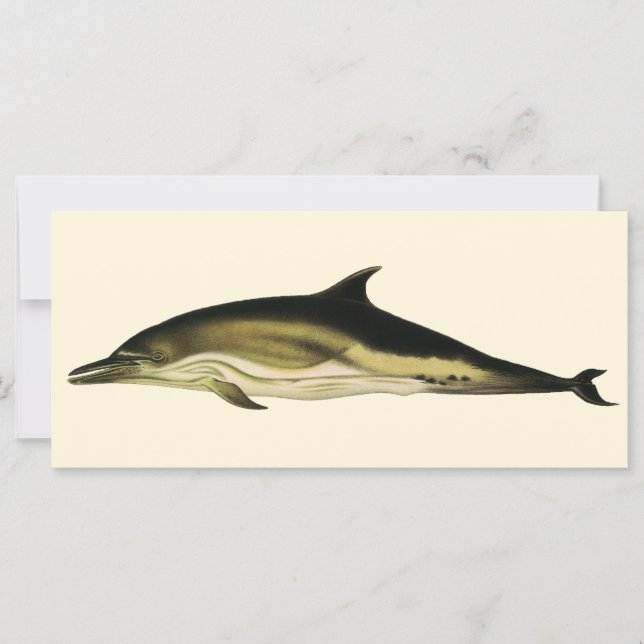 Dolphin Delphinus Delphis, Mammifères marins Vinta (Devant)